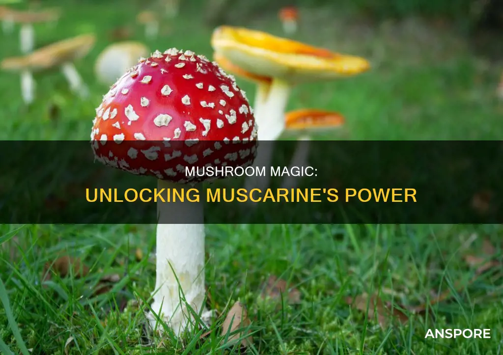 how do muscarine mushrooms