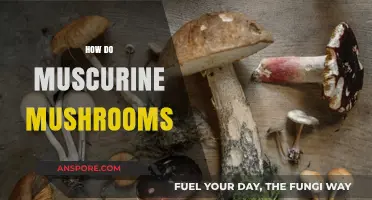 Mushrooms' Muscaria Magic: A Guide to Their Power