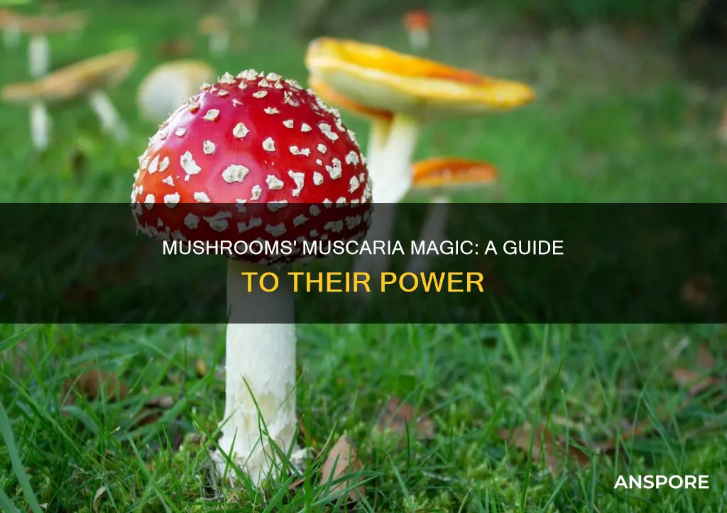 how do muscurine mushrooms