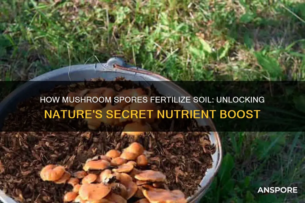 how do mushroo spores fetilize soil