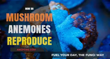 Mushroom Anemones: Secrets of Their Reproduction