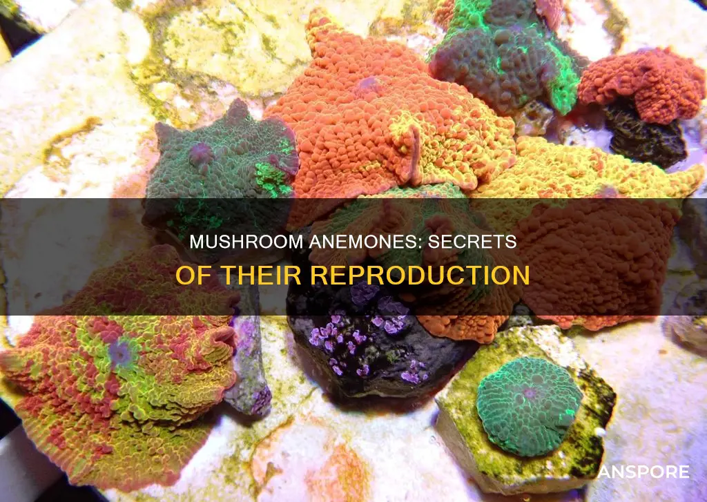 how do mushroom anemones reproduce