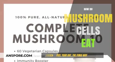 How Mushroom Cells Absorb Nutrients: Unveiling Their Unique Feeding Mechanism