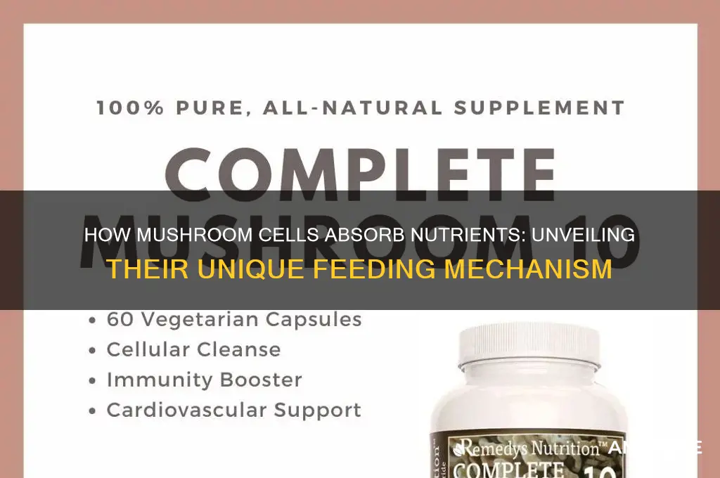 how do mushroom cells eat