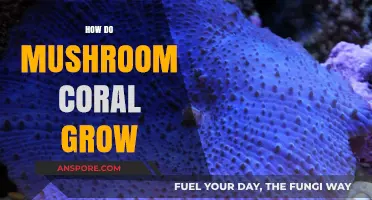 Unveiling the Growth Secrets of Mushroom Coral: A Comprehensive Guide
