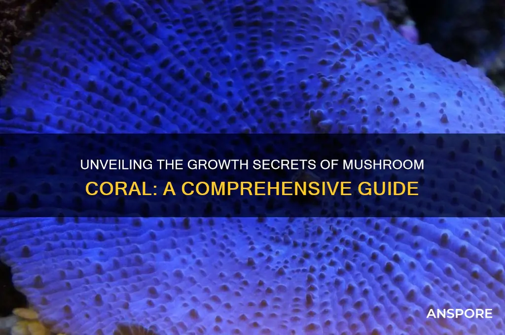 how do mushroom coral grow