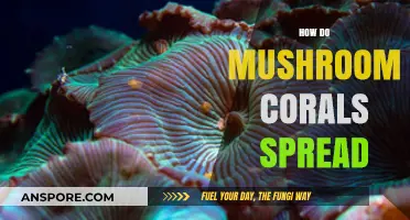 Mushroom Corals: Their Unique Spreading Mechanisms