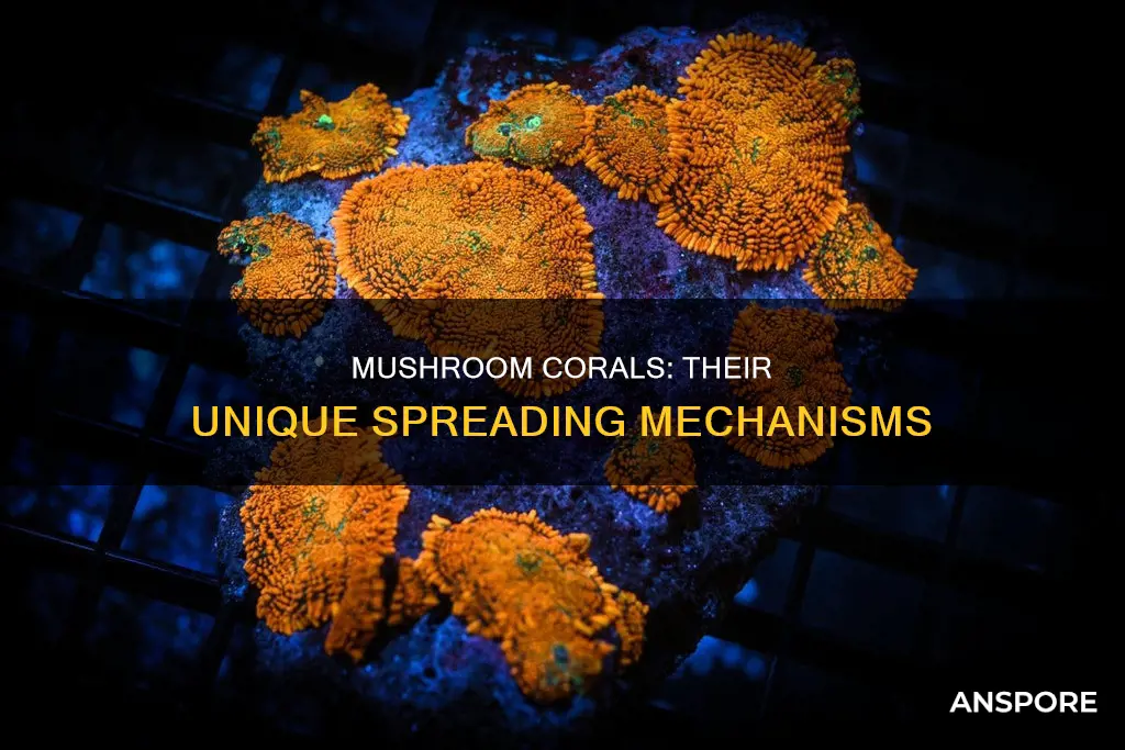 how do mushroom corals spread
