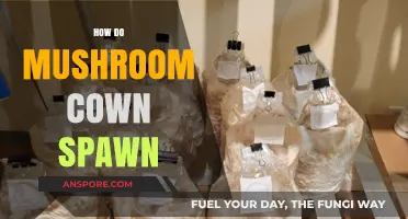 Mushroom Magic: Unveiling the Secrets of Spawn Creation