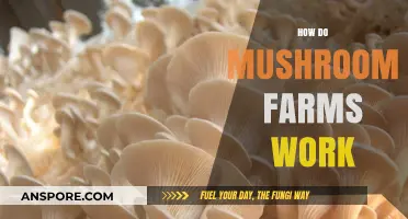 Mushroom Farms: A Guide to Cultivation and Function