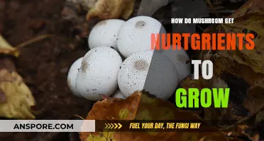 How Mushrooms Absorb Nutrients for Growth: A Fascinating Process