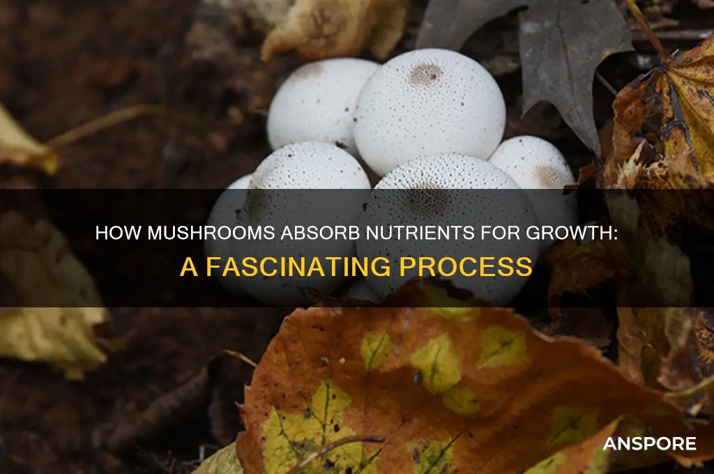 how do mushroom get nurtgrients to grow