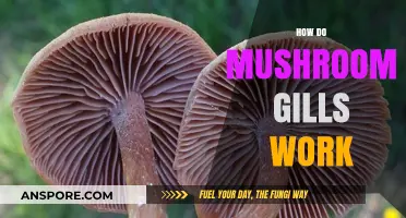 Mushroom Magic: Unveiling Gill Function