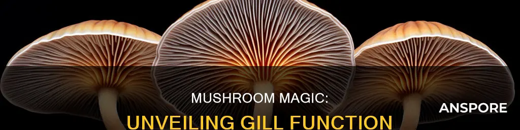 how do mushroom gills work