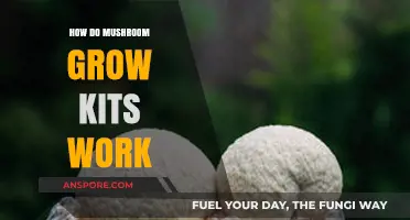 Unveiling the Magic: How Mushroom Grow Kits Cultivate Fungi at Home