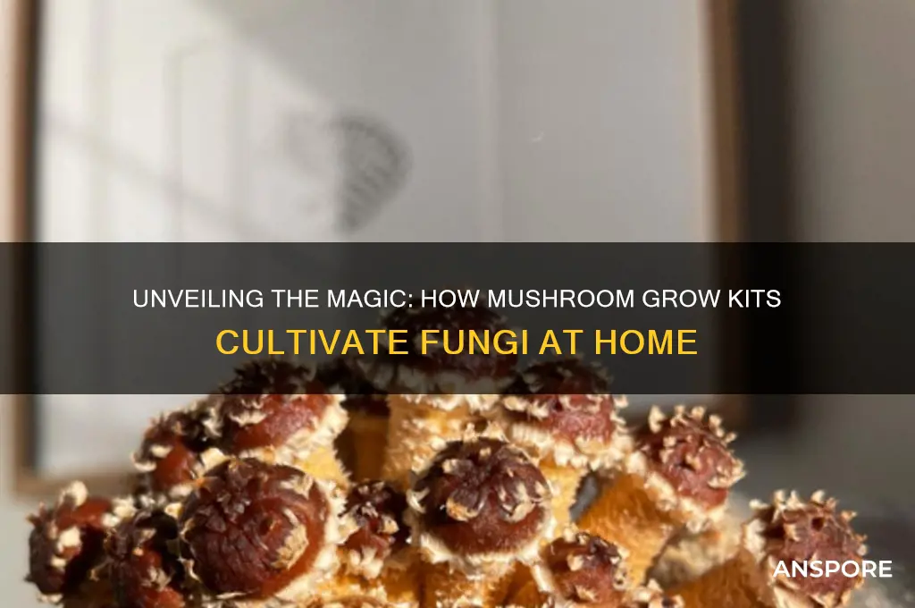 how do mushroom grow kits work