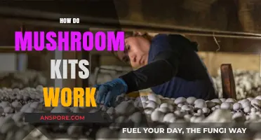 Mushroom Kits: Grow Your Own Magic