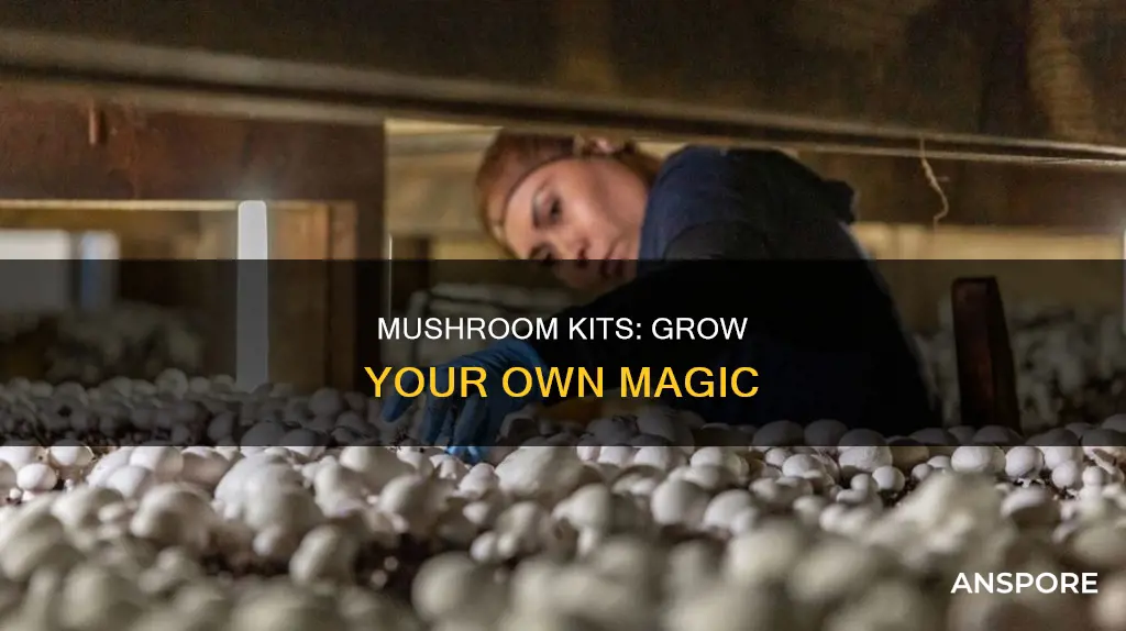 how do mushroom kits work