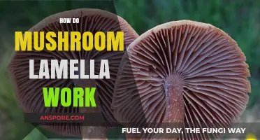 Mushroom Lamella: Nature's Intricate Design