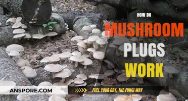Mushroom Plugs: How Do They Work?