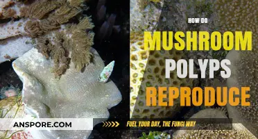 Mushroom Polyps: Their Intricate Reproductive Secrets