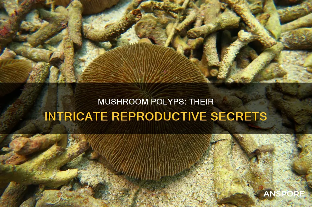 how do mushroom polyps reproduce