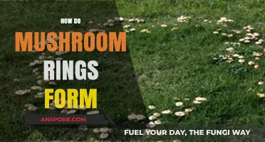 Mushroom Rings: Nature's Magical Mystery