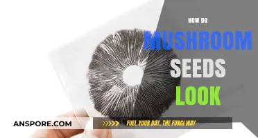 Mushroom Seeds: What Do They Look Like?