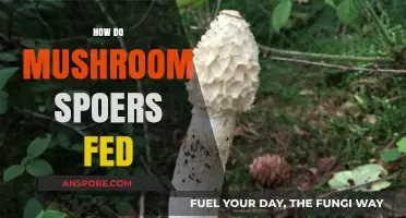 Mushroom Spores: A Nutritional Feeding Guide