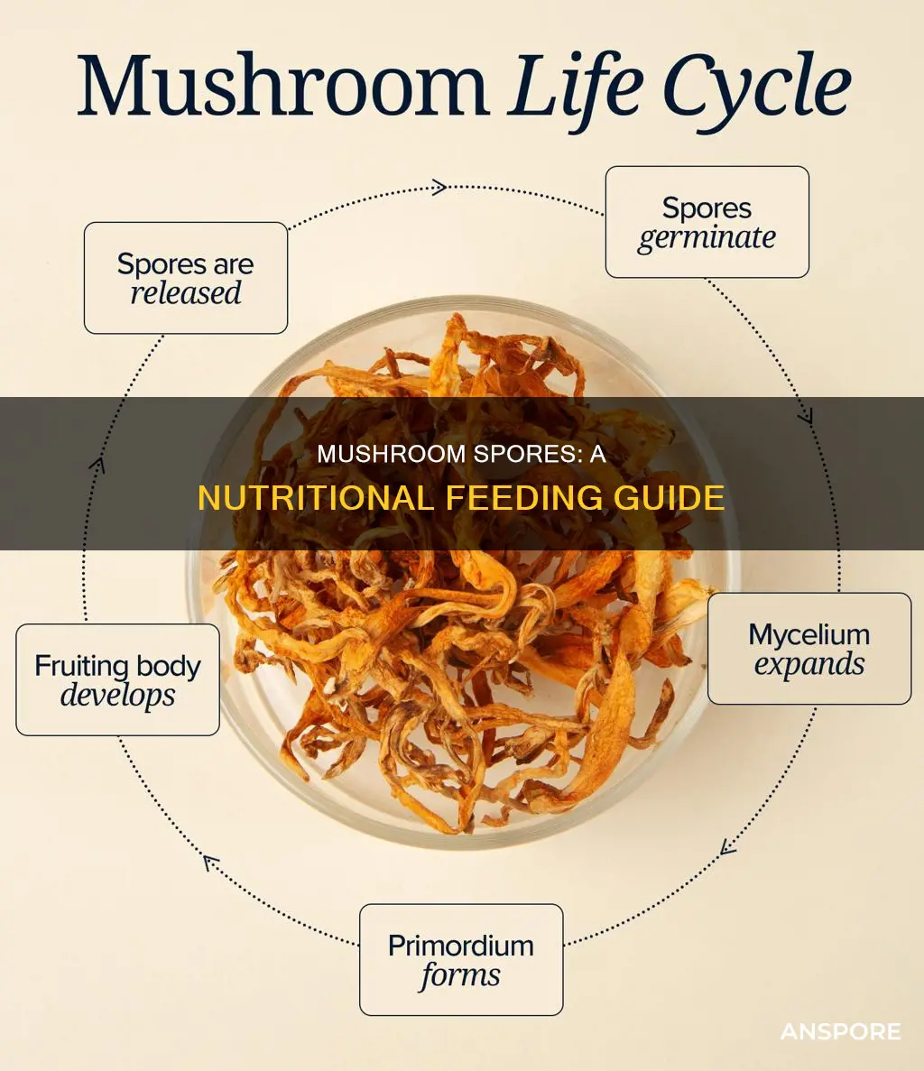 how do mushroom spoers fed
