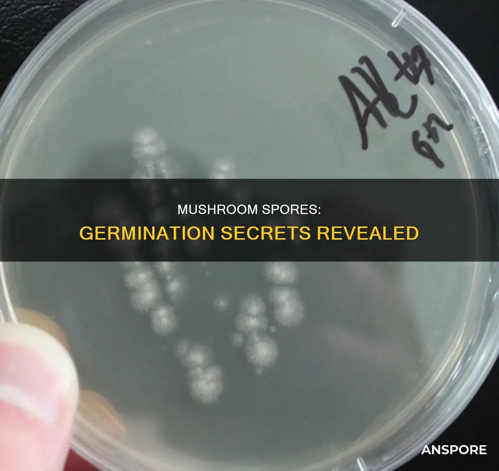 how do mushroom spores germinate