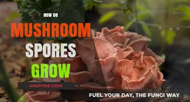 Unveiling the Fascinating Journey of Mushroom Spores to Fruiting Bodies