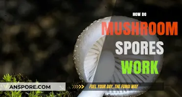 Mushroom Spores: Nature's Magic Explained