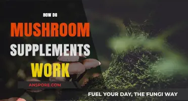 Mushroom Supplements: How Do They Work?