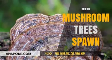 Mushroom Trees: Where Do They Come From?