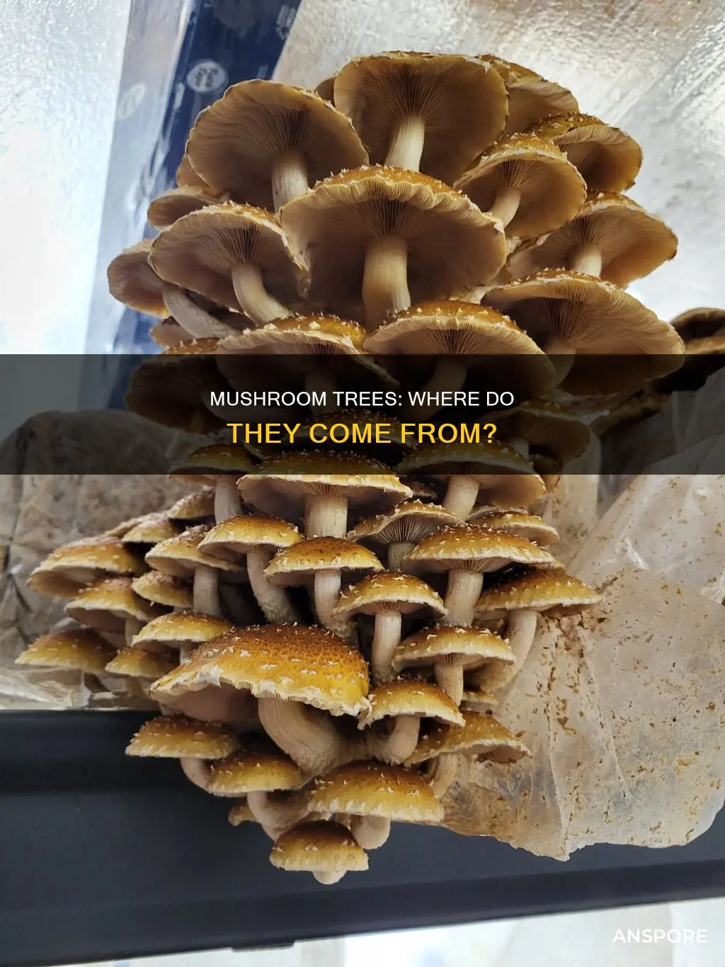 how do mushroom trees spawn