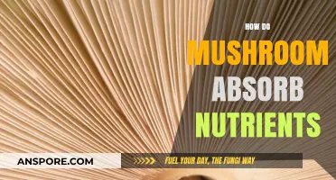 Mushrooms' Unique Way of Absorbing Nutrients Explained