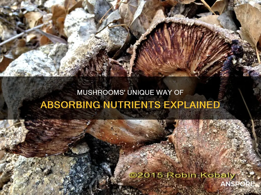 how do mushrooms absorb nutrients