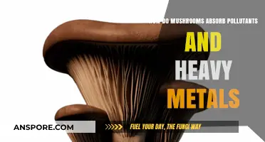 Mushrooms' Remarkable Ability to Absorb Pollutants and Heavy Metals Explained