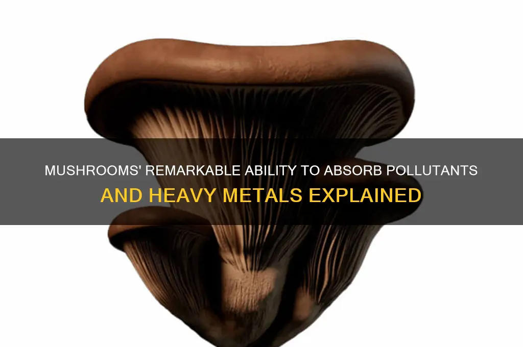 how do mushrooms absorb pollutants and heavy metals