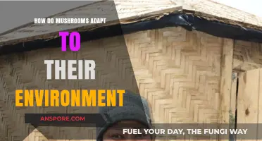 Mushrooms' Adaptive Strategies: Secrets of Their Success