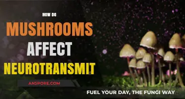 Mushrooms' Impact on Neurotransmitters: A Comprehensive Guide