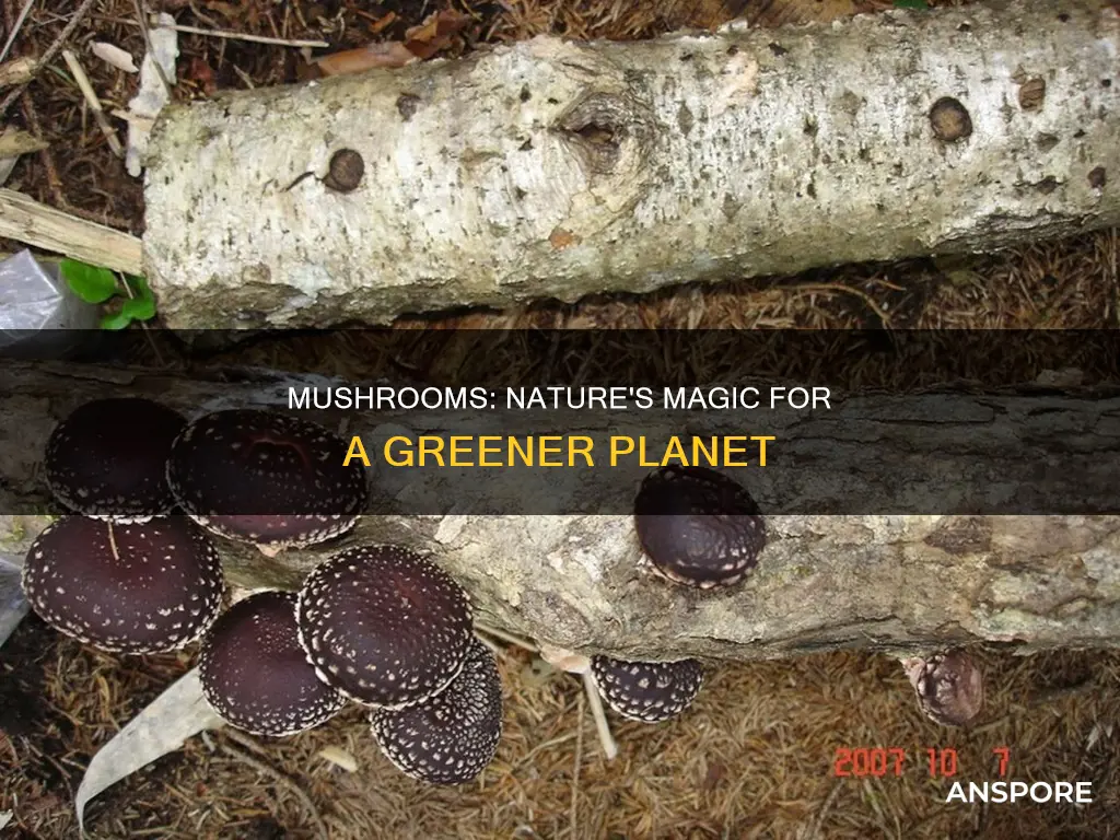 how do mushrooms affect the environment