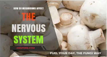 Mushrooms' Magical Impact on the Human Nervous System