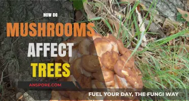 Mushrooms' Intricate Relationship with Trees: A Complex Web