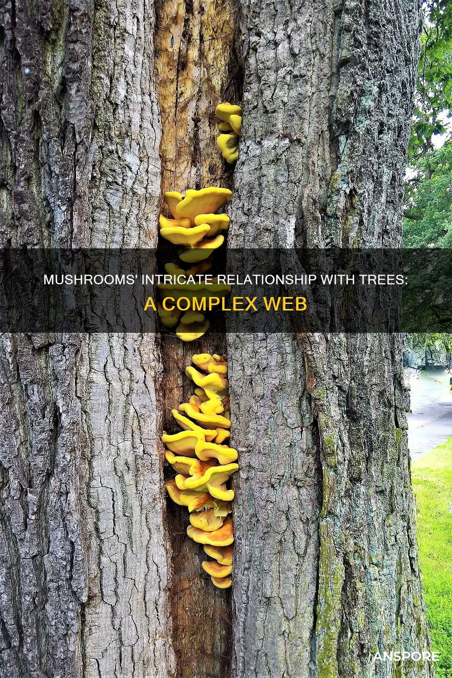 how do mushrooms affect trees