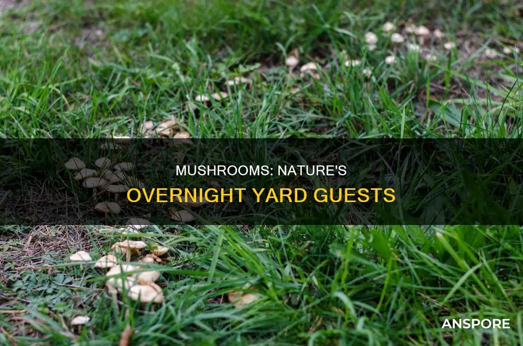 how do mushrooms appear over night in your yard