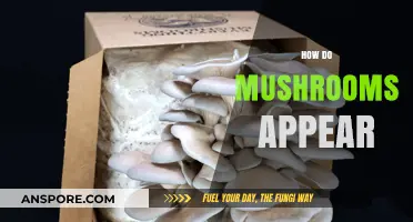 Mushrooms: Nature's Magical Appearance