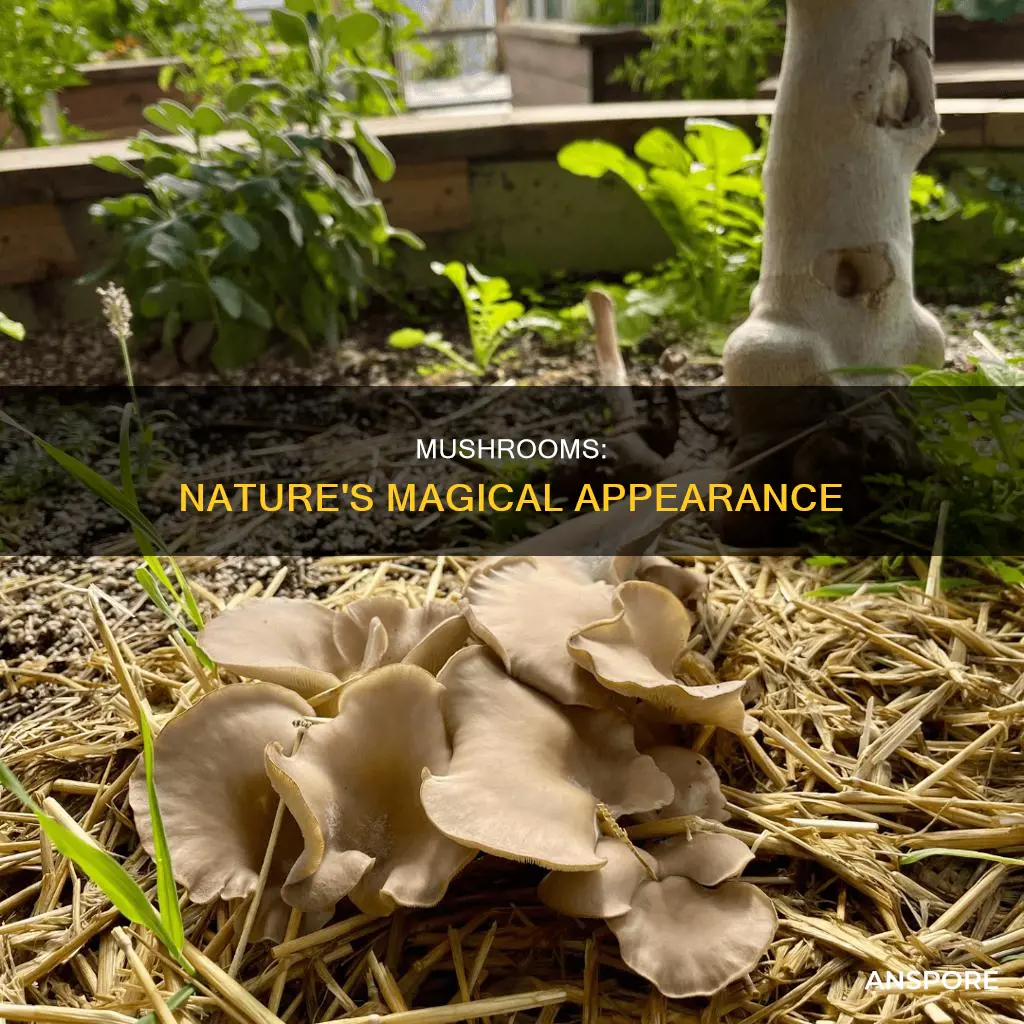 how do mushrooms appear