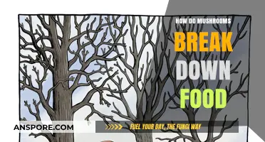 Mushrooms' Magic: Breaking Down Food for Nature's Cycle